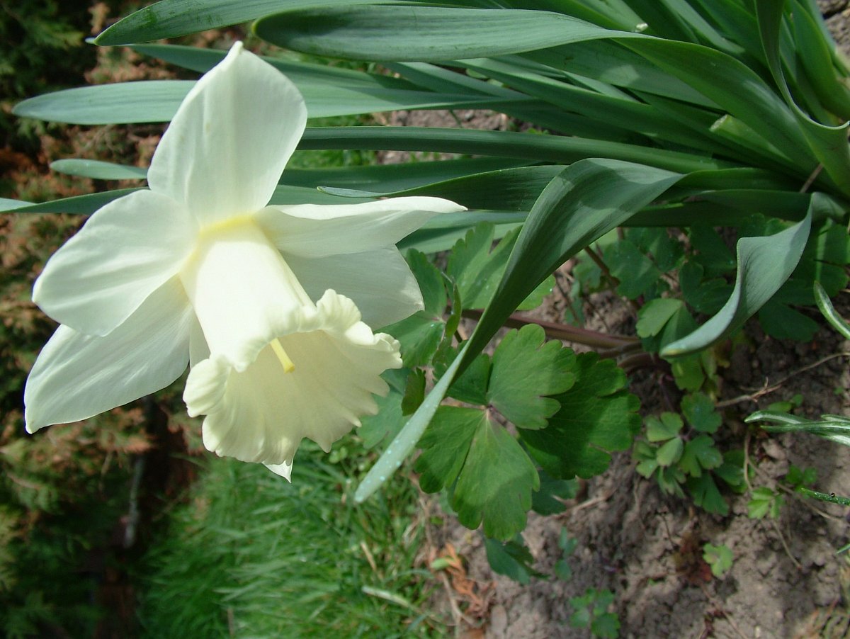 narcis