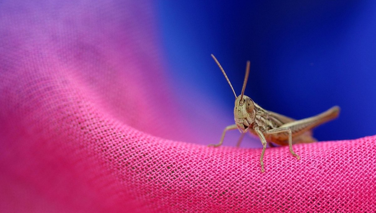 Nonsens aneb Minipocta Morgensternovi