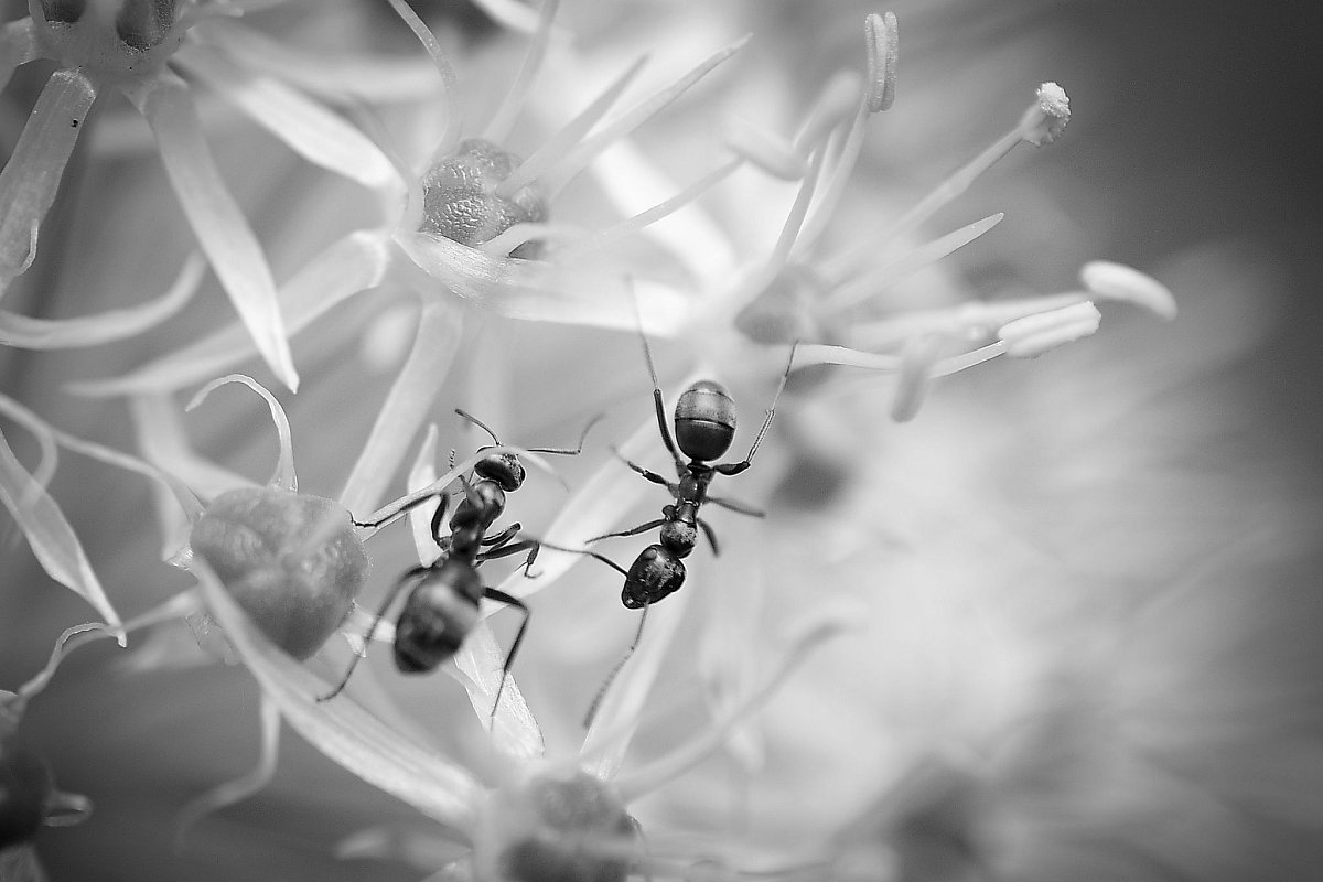 Mravenci nesou smrt  *