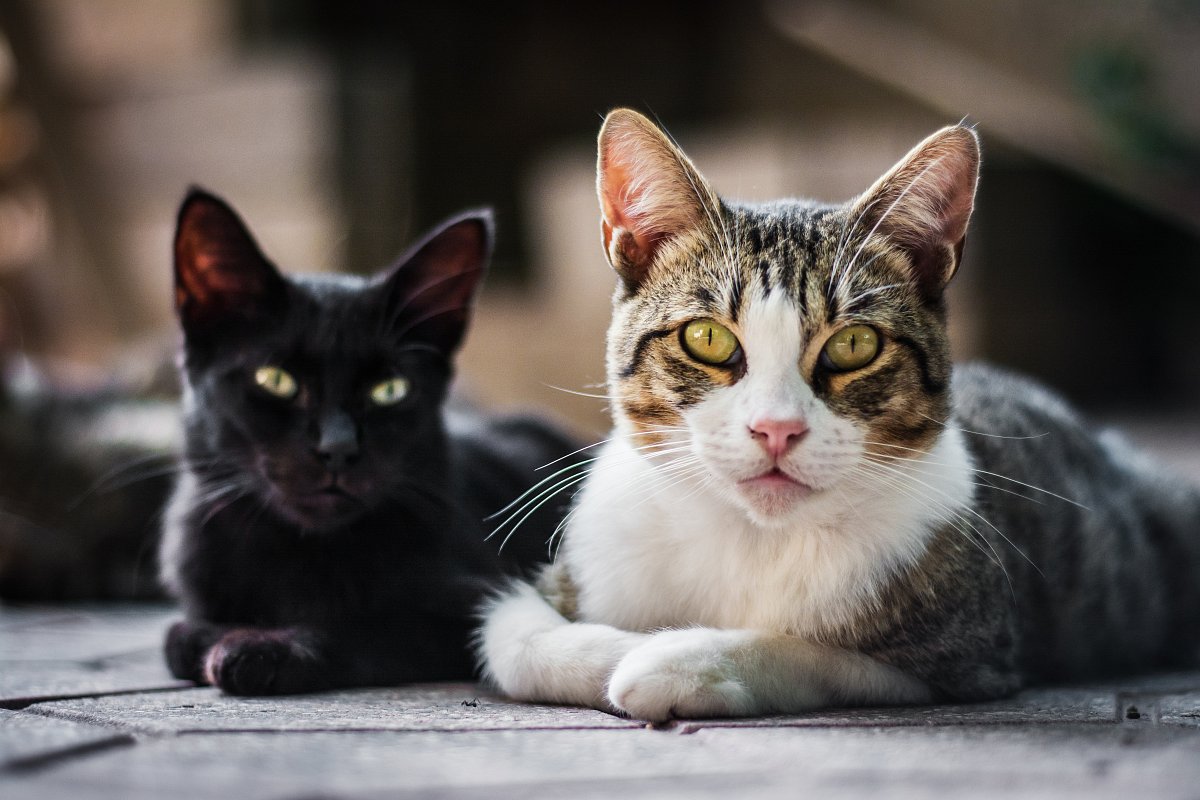 horizontal-shot-two-sitting-cats-blurred-background.jpg