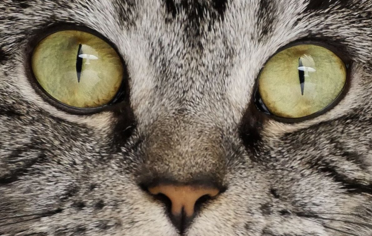 Kočičí listy 3: Blonďák buší do piána