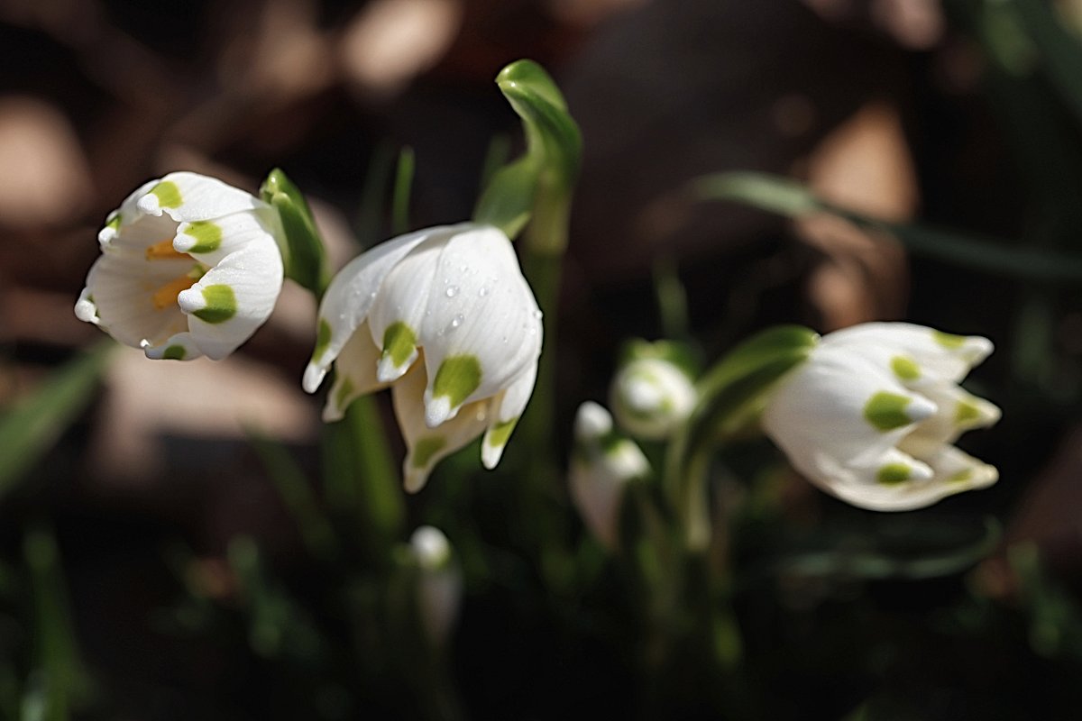 Už kvetou i bledule