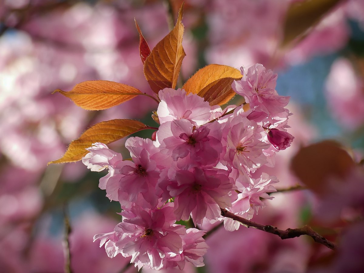Sakura....