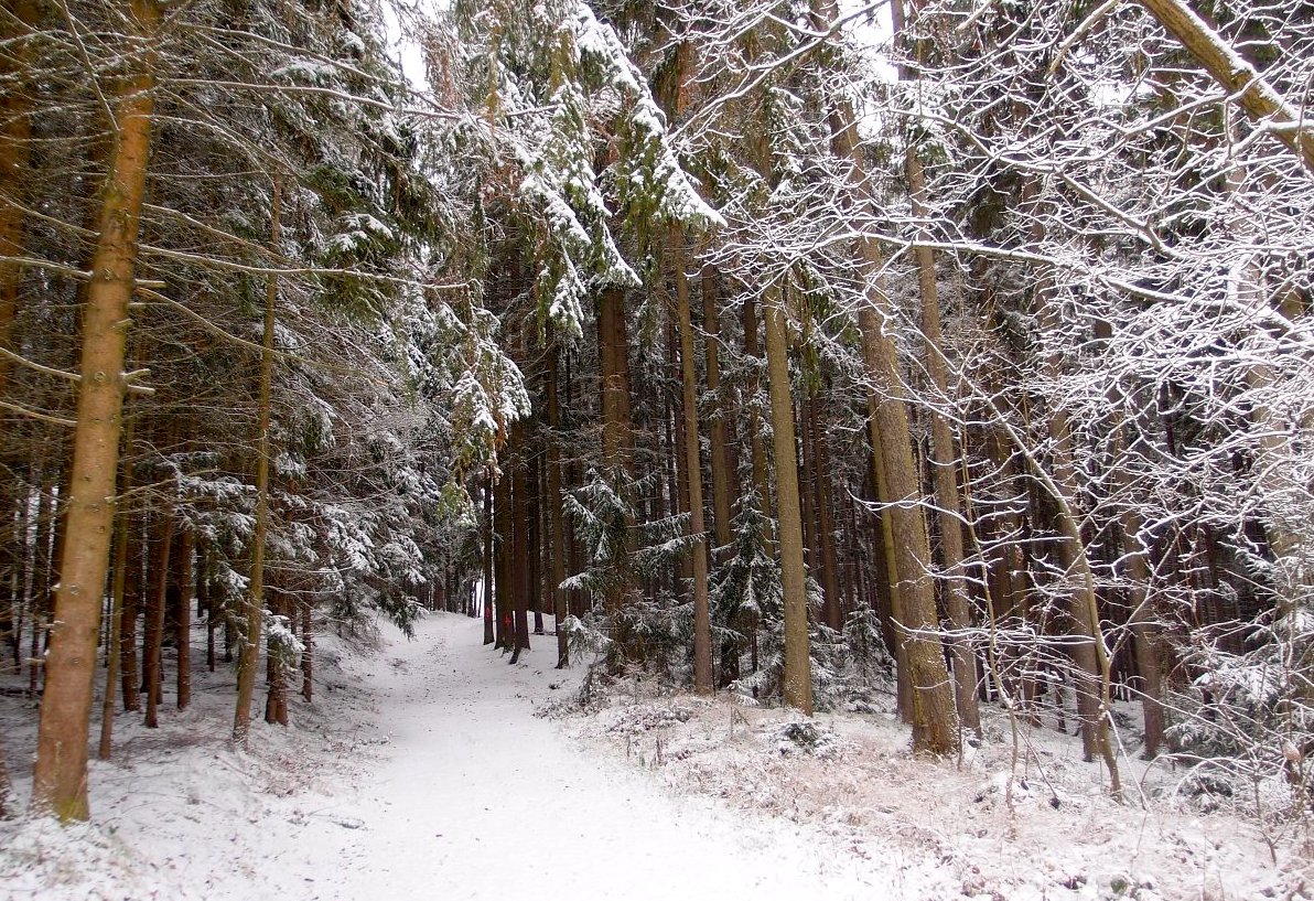 Vycházka z Heřmaniček do Sedlec - Prčice 