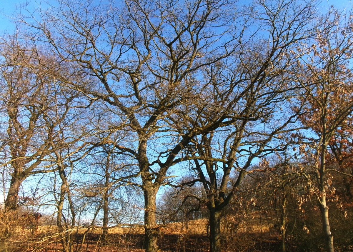 245-5541.jpg