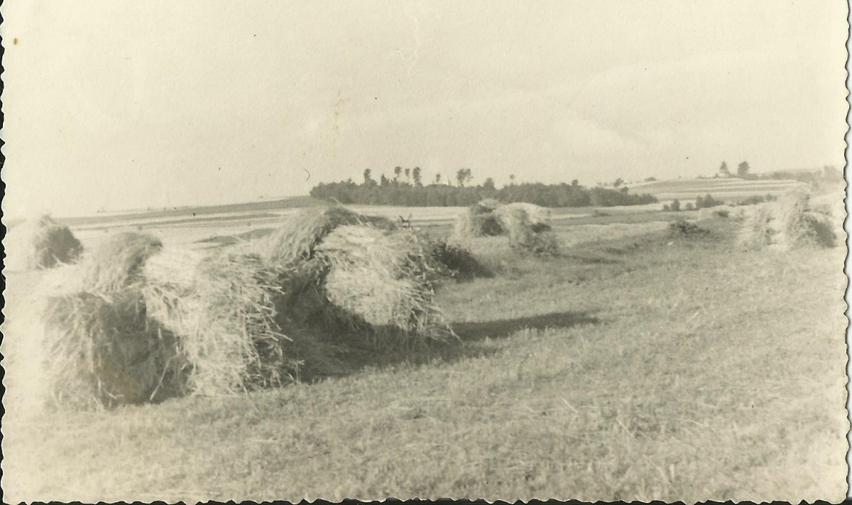 Takové byly dřívější žně