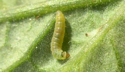 Jihoamerická housenka Tuta absoluta.