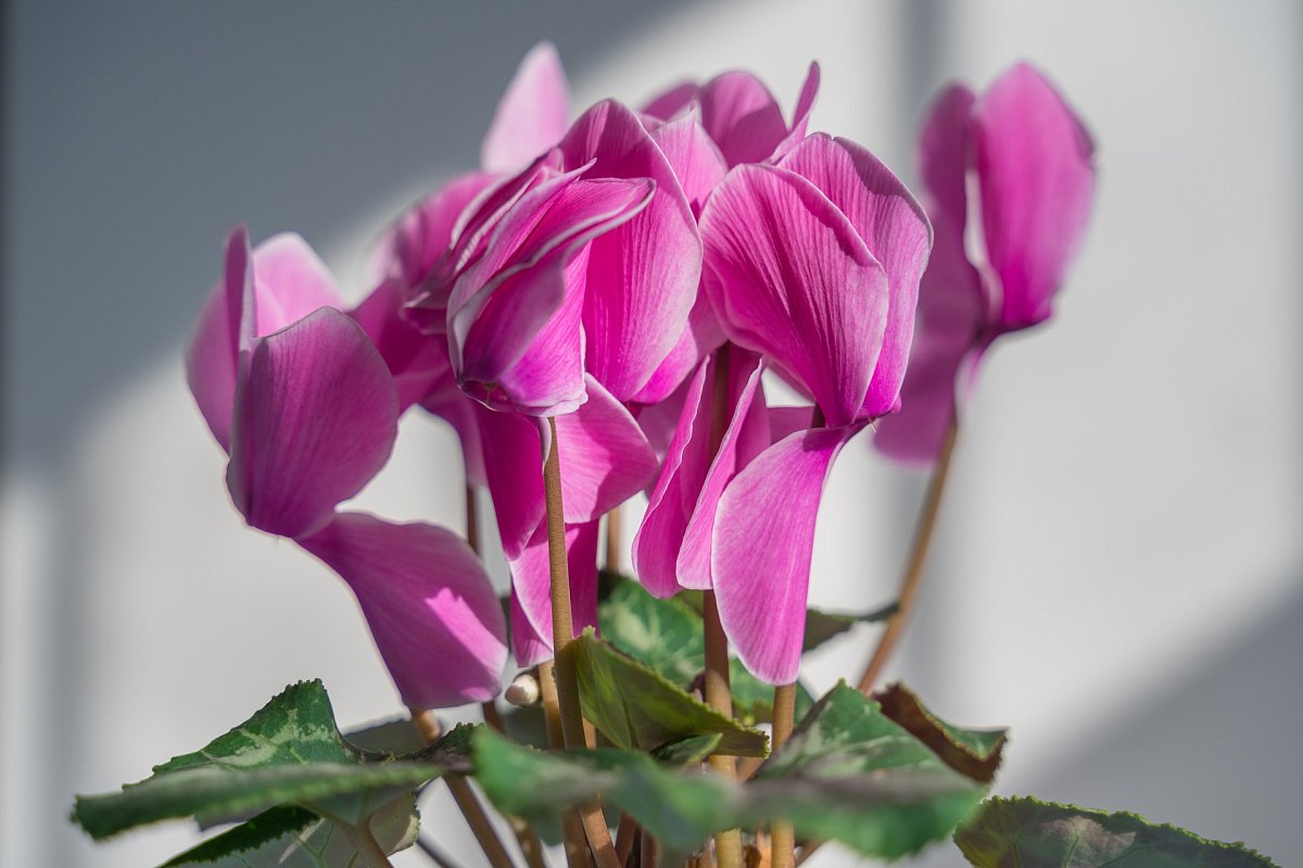 jcx516-cyclamen-4885298-1920.jpg