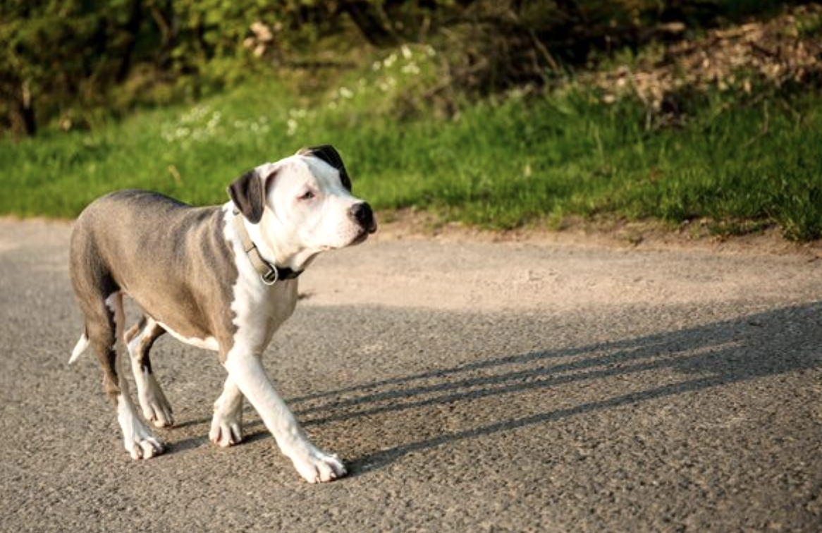 Zápisník starého muže: Pes a nehoda