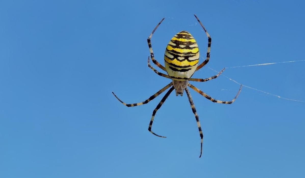 sabine18-wasp-spider-2696473-1280.jpg