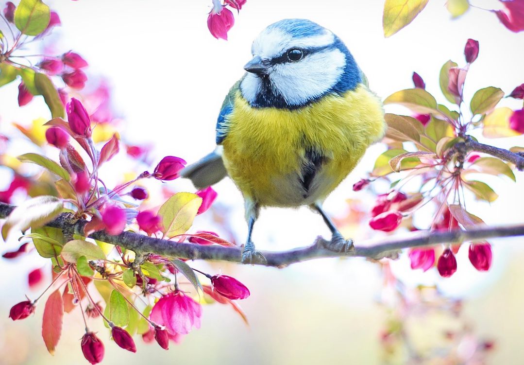 spring-bird-2295434-1280-kopie.jpg