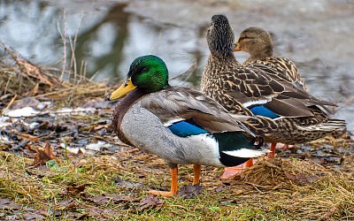 Nedivoké divoké kachny