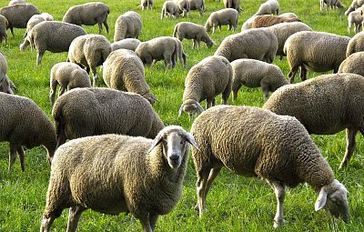 anaterate-sheep-2852141-1280.jpg