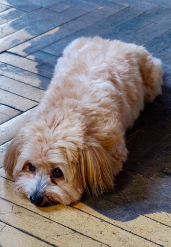 Adventní íčko 2025