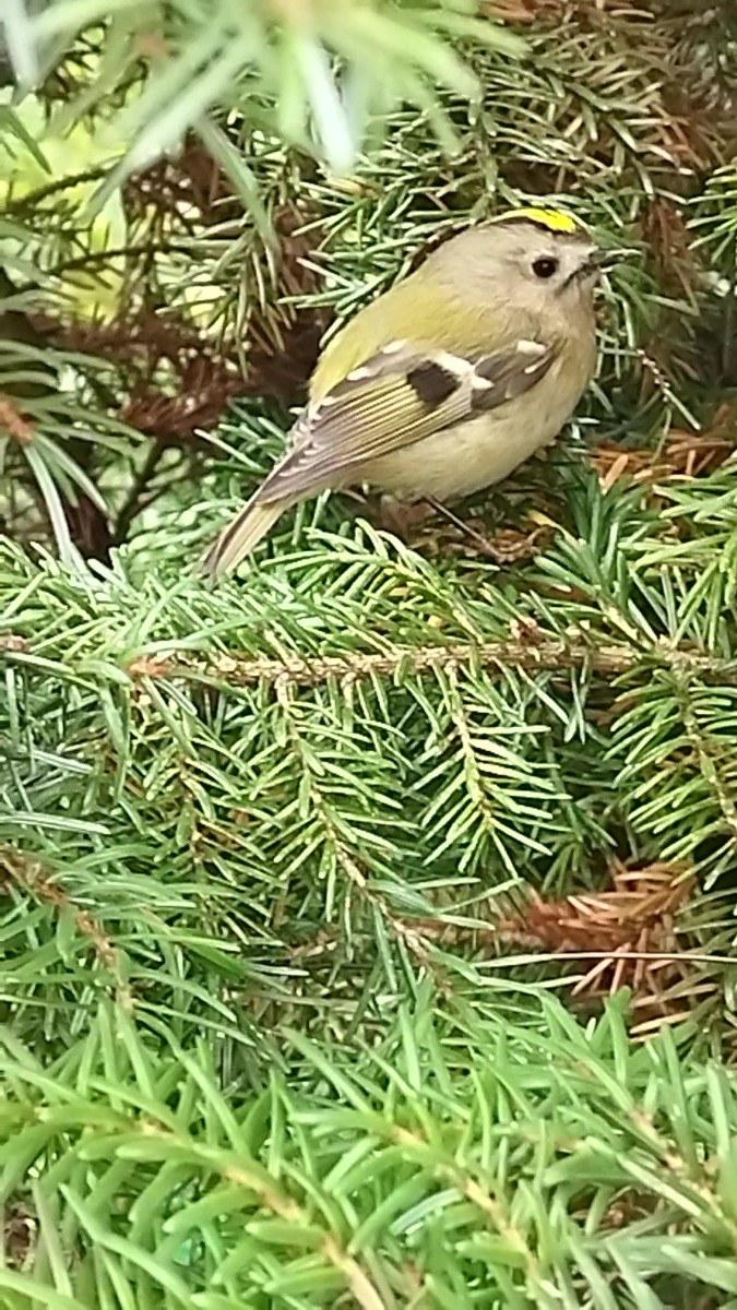 Králíček není od slova králík, ale od slova král