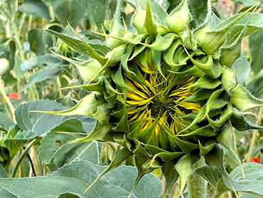 Výstava: Márius Kotrba - Conditio humana